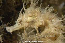 I love Seahorses. So delicate. The intricasies within the... by Suzan Meldonian 